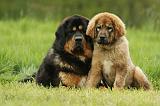 DOGUE DU TIBET 813